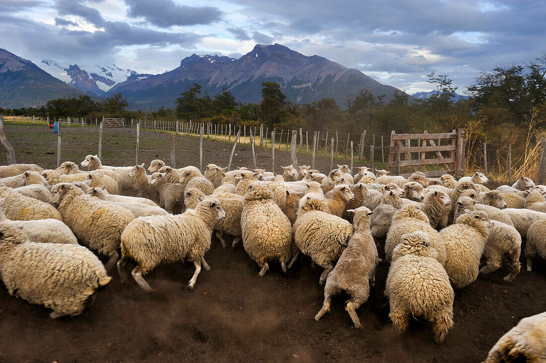 Flock of sheep, Estancia Nibepo Aike on the Argentino lakeshore, around El Calafate, Patagonia, Argentina, South America