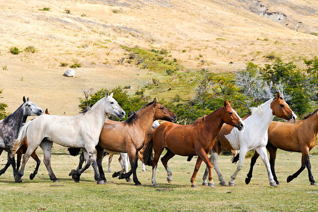 Pferdeansammlung, Estancia Nibepo Aike am argentinischen Seeufer, in der Nähe von El Calafate, Patagonien, Argentinien, Südamerika