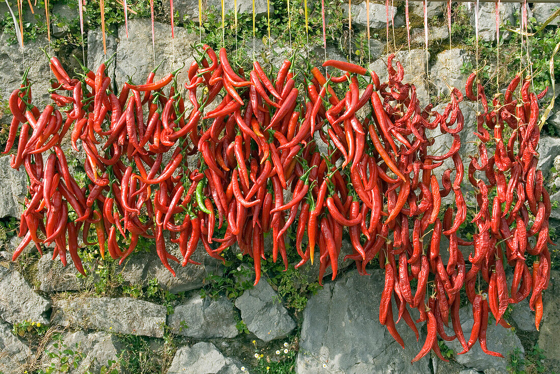 Red peppers hanging out to dry, Campania region, southern Italy, Europe