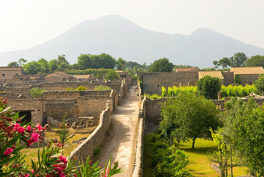 Orchard and vineyard, archaeological site of Pompeii, UNESCO World Heritage Site, province of Naples, Campania region, Italy, Europe