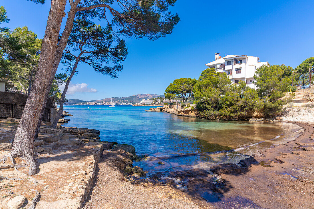 Blick auf den Strand Es Calo d'en Pellicer in Santa Ponsa, Mallorca, Balearen, Spanien, Mittelmeer, Europa