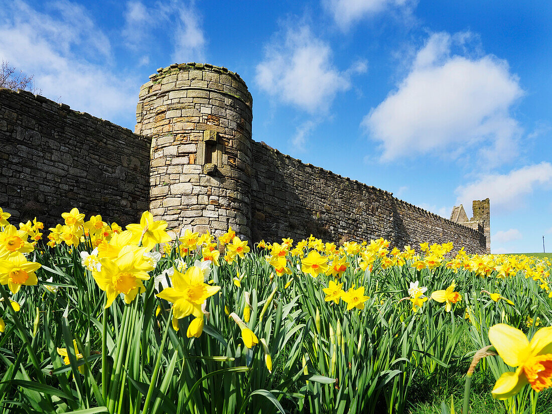 Daffodils by the wall of St. Andrews Cathedral, Fife, Scotland, United Kingdom, Europe