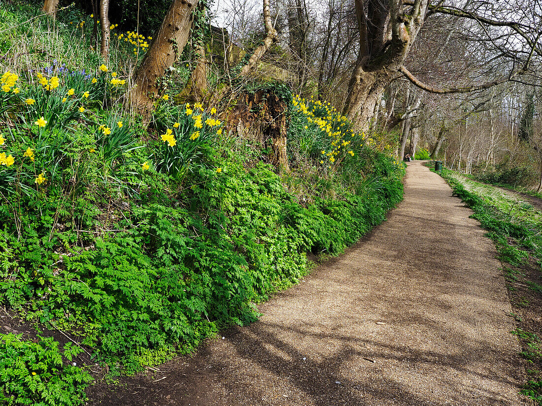 Lade Braes Walk im Frühling in St. Andrews, Fife, Schottland, Vereinigtes Königreich, Europa