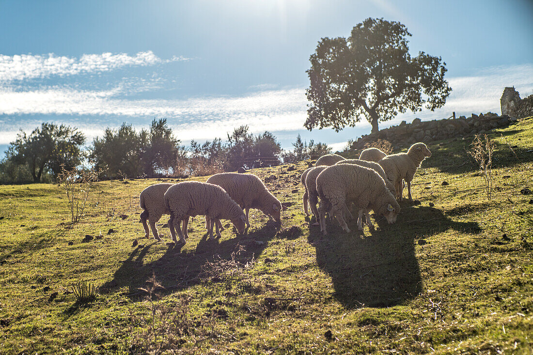 A group of sheep grazing on a sunny day in the rural landscape of Villaviciosa de Cordoba, Andalucia, Spain.