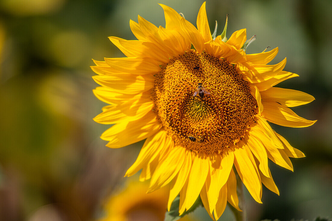 A close-up of a sunflower in bloom, with bees gathering pollen in Seville, Spain.