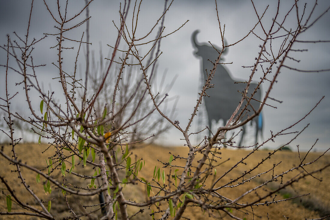 Toro de Osborne in an almond grove in the province of Seville, Spain. Iconic Spanish symbol amid picturesque countryside.