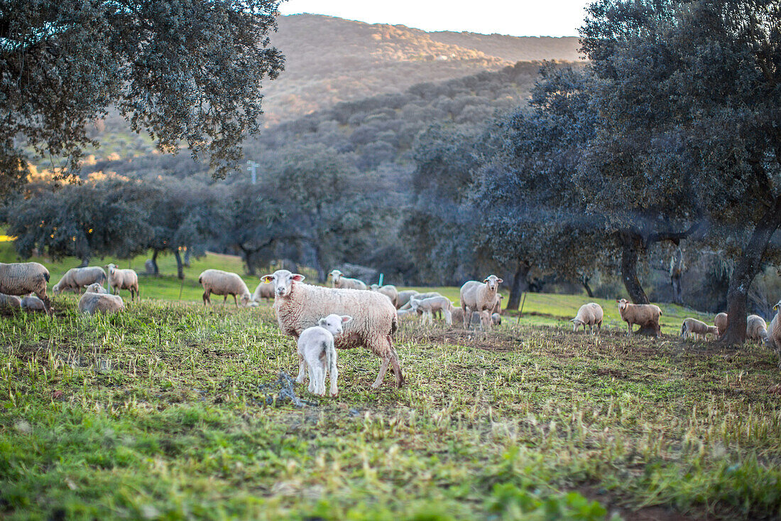 Friedlich grasende Schafe in der üppigen Landschaft der Sierra Morena, Andalusien, Spanien. Ländliche Aussicht mit Hügeln und Bäumen im Hintergrund.