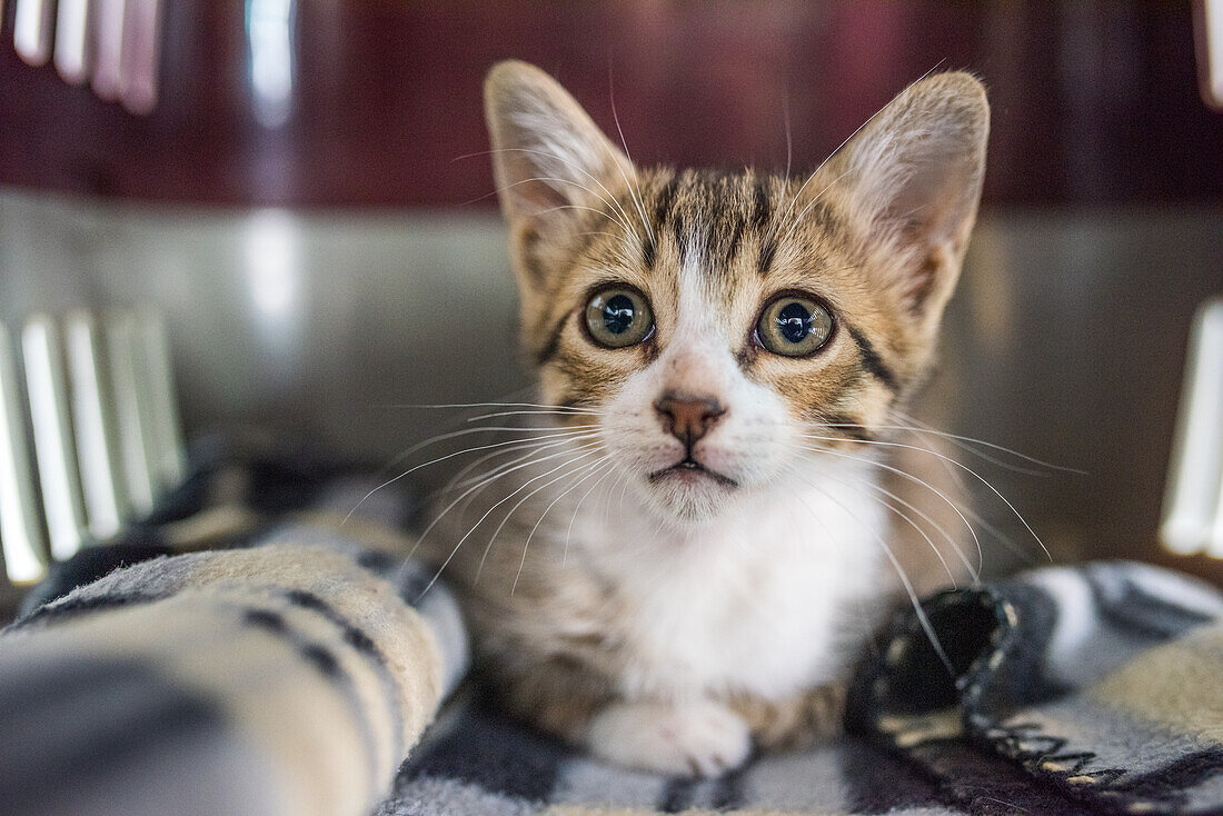 Adorable gray and white kitten sitting in a pet carrier in Seville, Spain. Perfect for pet and animal themes.