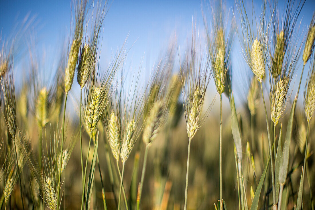 A close-up shot of wheat stalks growing in a field, with a bright blue sky in the background.