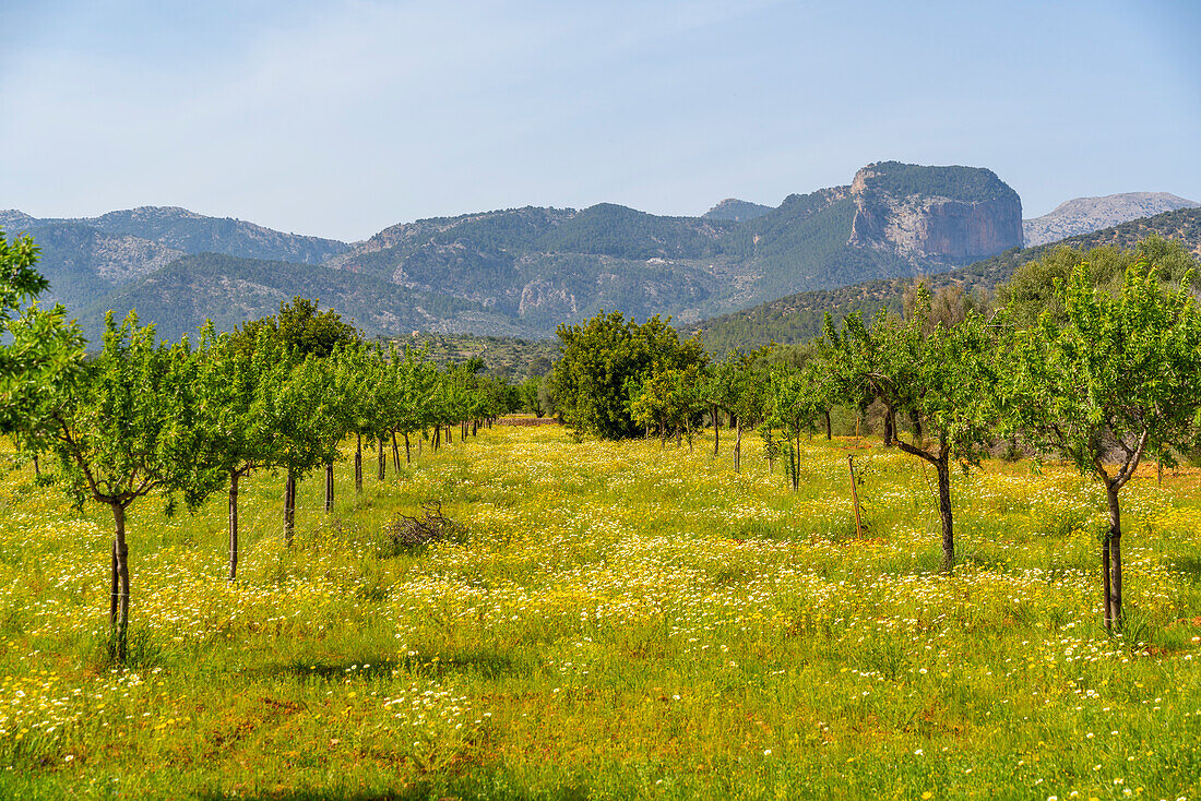 Blick auf Obstbäume und Hügel bei Inca, Mallorca, Balearen, Spanien, Mittelmeer, Europa