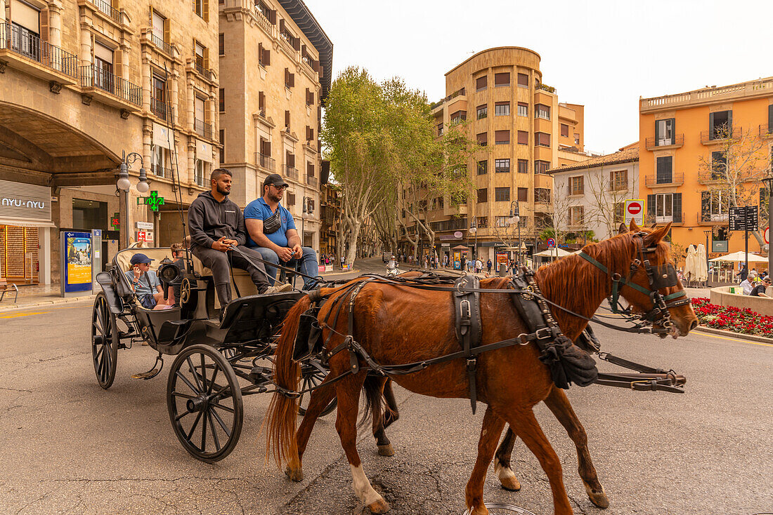 View of horse and carriage on Avenie de Jaume lll, Palma de Mallorca, Majorca, Balearic Islands, Spain, Mediterranean, Europe