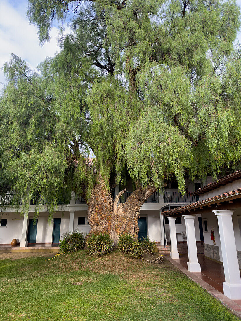 Ein riesiger Molle-Baum im Innenhof der Hosteria Automovil Club Argentino in Cachi, Argentinien.