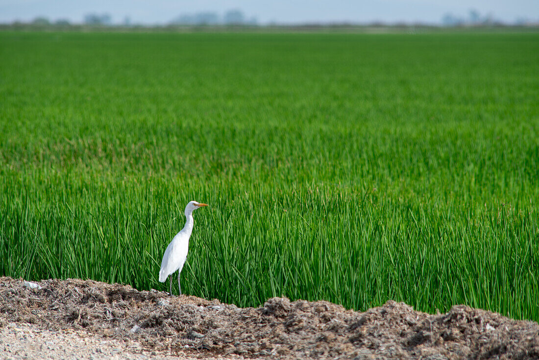 Gelassener Blick auf einen Bubulcus ibis, der in den üppig grünen Arrozales de la Puebla del Rio in Sevilla, Andalusien, steht.