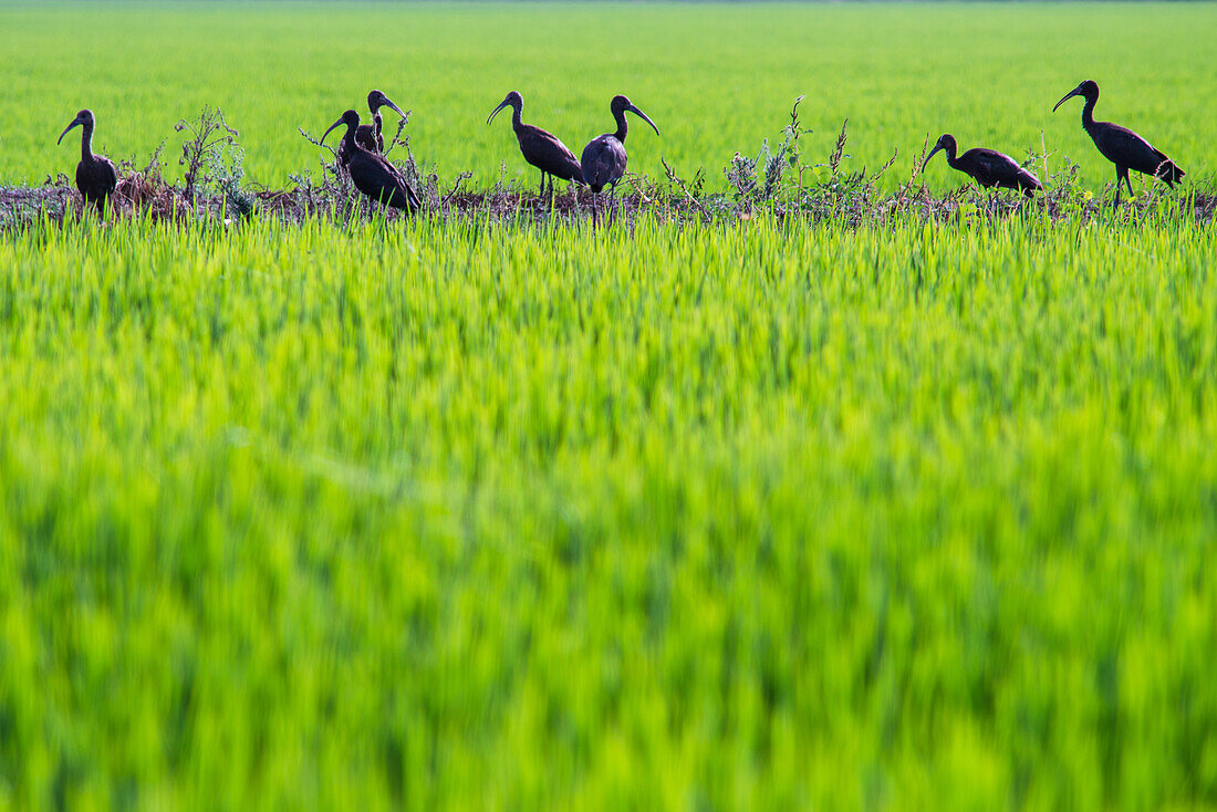 A serene view of a flock of birds in the lush green rice fields of La Puebla del Rio, Sevilla, Andalucia, Spain.