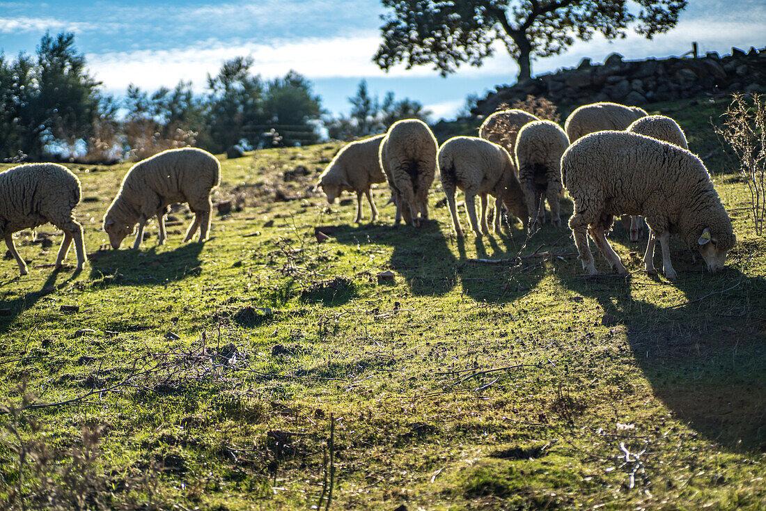 Eine Gruppe von Schafen weidet an einem sonnigen Tag in der ländlichen Landschaft von Villaviciosa de Cordoba, Andalusien, Spanien.