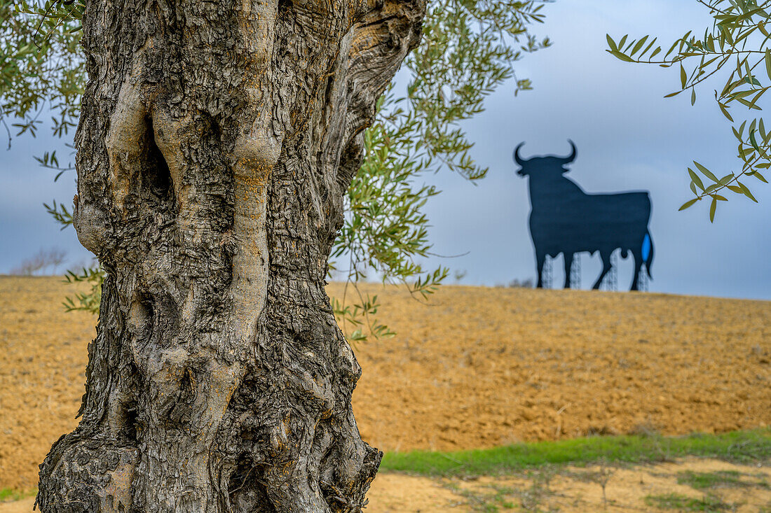 Der Stamm eines alten Olivenbaums mit dem ikonischen Osborne-Stier im Hintergrund, in der Provinz Sevilla, Spanien.