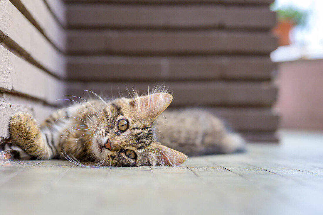 Close-up shot of a cute tabby kitten lying on the floor, looking relaxed and playful. Perfect for pet and animal lovers.