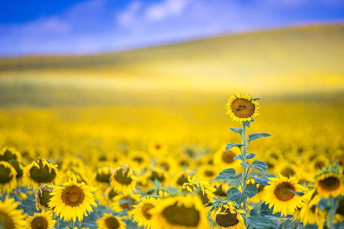 A single sunflower stands tall in a field of blooming sunflowers near Seville, Spain.