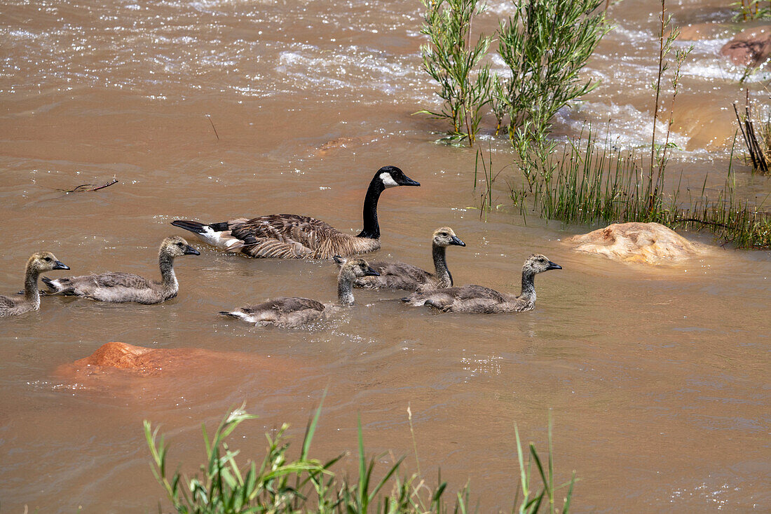 A Canada Goose with goslings along the shore of the Colorado River, near Moab, Utah.