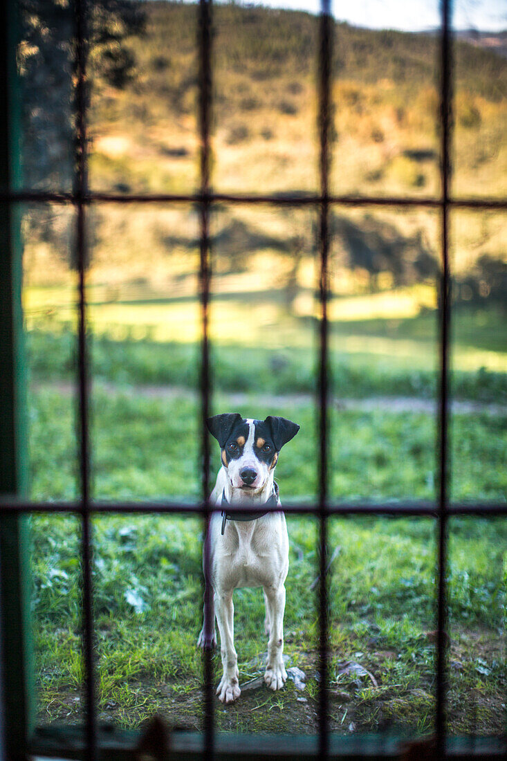 A curious dog standing behind a window with a scenic view of Sierra Morena in Andalucía, Spain in the background.