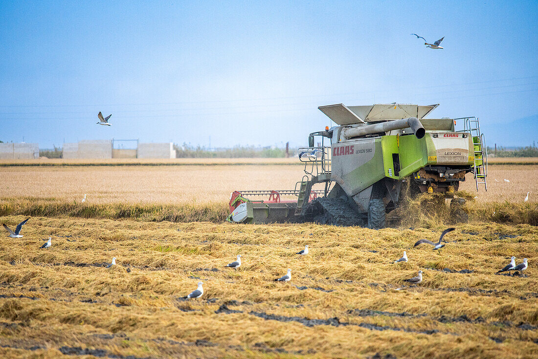 Möwen und andere Vögel schwärmen in der Nähe einer Erntemaschine in einem Reisfeld in Isla Mayor, Donana Marshes, Sevilla, Spanien.