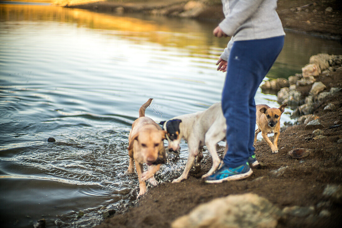 Kleiner Junge genießt die Zeit im Freien mit drei Hunden an einem malerischen Stausee in Villaviciosa de Cordoba, Andalusien, Spanien.