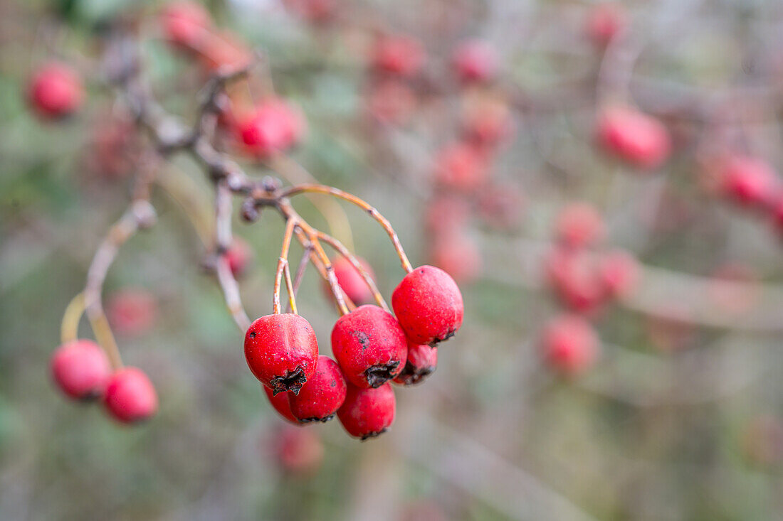 Detailaufnahme von roten Weißdornbeeren an einem Zweig in Carrión de los Céspedes, Sevilla, Spanien. Zeigt die natürliche Schönheit und die Herbststimmung.