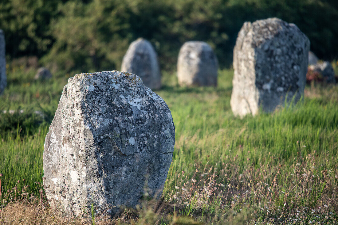 Nahaufnahme der alten megalithischen Steine in Carnac, Bretagne, Frankreich, die eine historische und kulturelle Bedeutung haben.