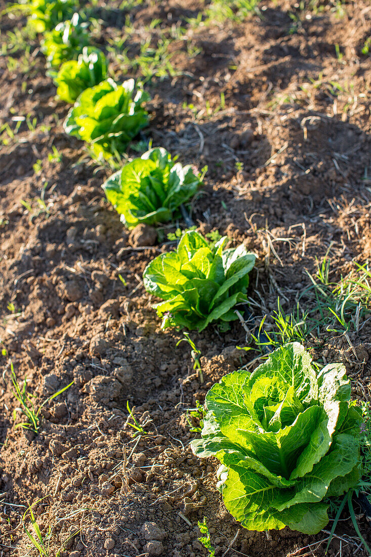 A close-up view of organic lettuce growing in rows on a farm in Seville, Spain.