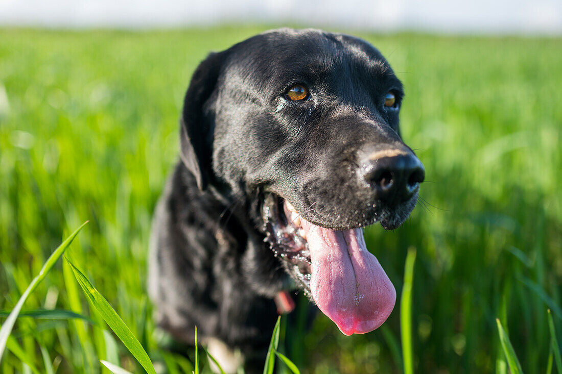 Ein fröhlicher schwarzer Labrador-Hund streckt seine Zunge heraus und genießt das Spiel in einem üppigen grünen Grasfeld. Er fängt die Essenz von Spaß und Freiheit ein.