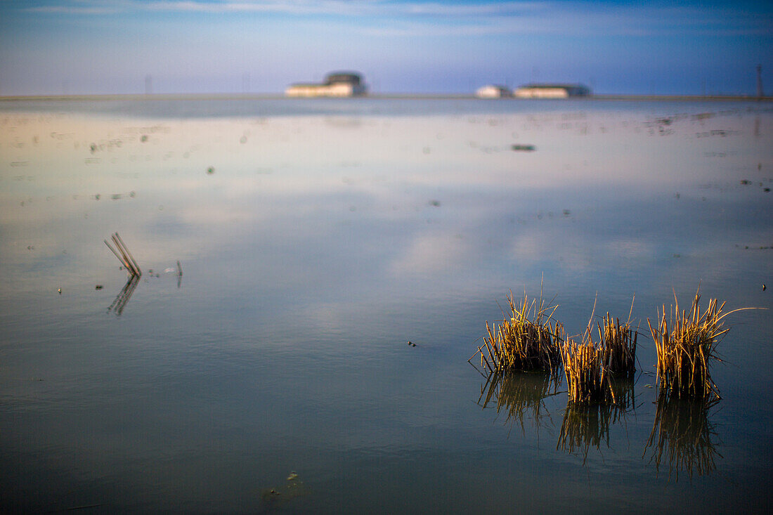 Beautiful sunrise over the tranquil rice fields of Isla Mayor in Sevilla, Spain. Serenity and natural beauty of the wetlands at dawn.