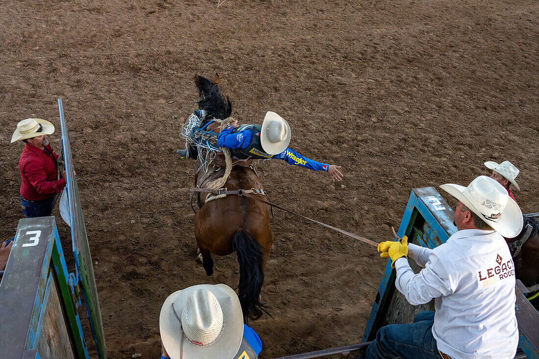 Ein professioneller Rodeo-Cowboy kommt bei einem Rodeo in Utah in der Disziplin Saddle Bronc aus der Rutsche. Der Tierpfleger zieht den Flankengurt fest, während das Pferd die Rutsche verlässt.