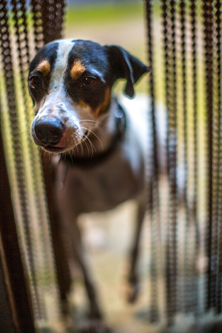 A curious dog peeks through a beaded curtain in Sierra Morena, Andalucía, España, capturing a moment of calm and curiosity.