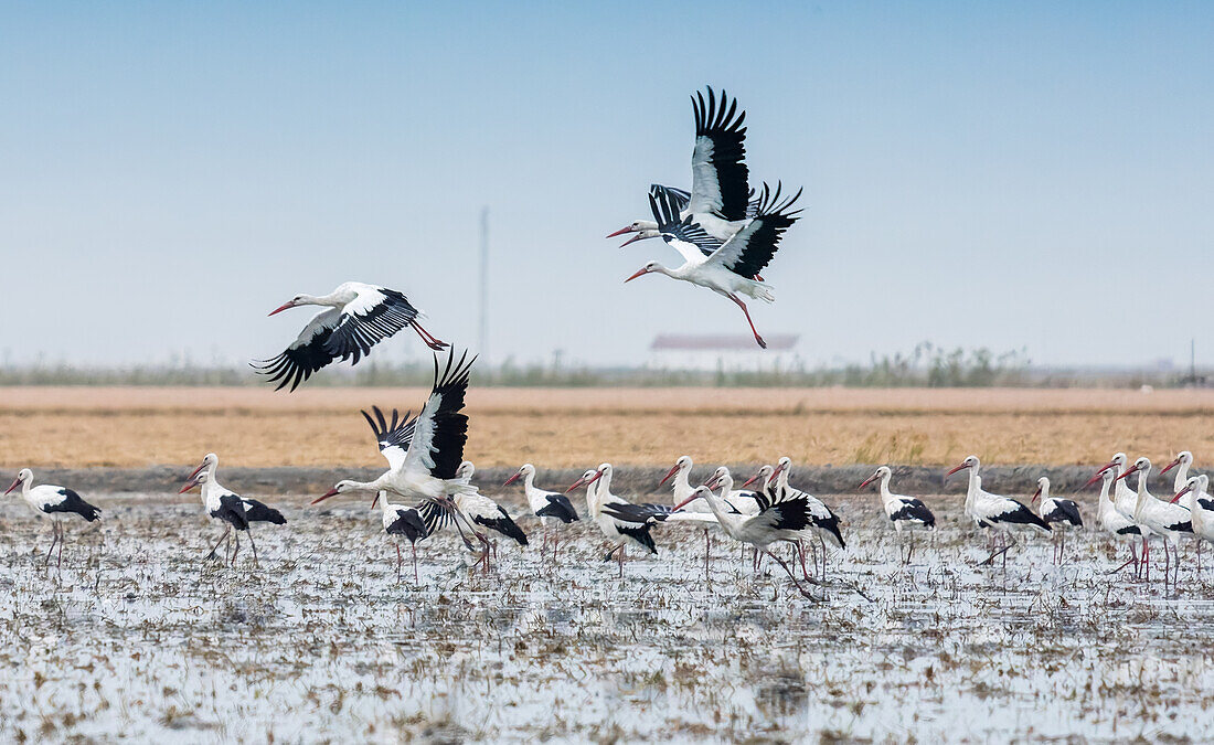 Flock of white storks in a rice field in Isla Mayor, located in the marshlands of Doñana, Sevilla, Spain.