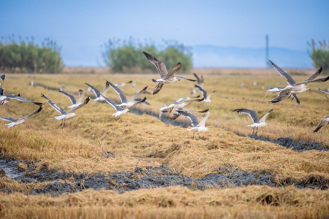 Möwen, Störche und andere Vögel bei der Fütterung in einem kürzlich abgeernteten Reisfeld auf der Isla Mayor, Donana-Sümpfe, Sevilla, Spanien.