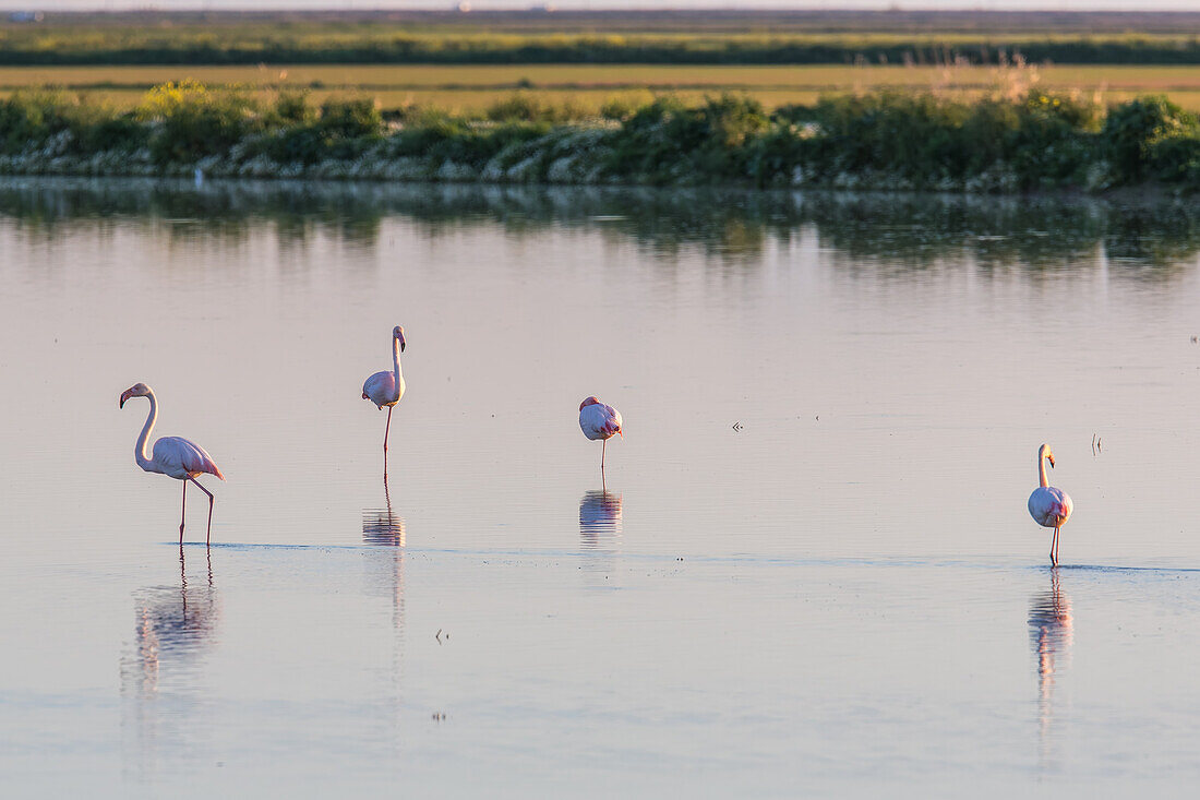 A serene scene of flamingos standing in the tranquil waters during sunrise in Doñana, España. Captures the beauty of wildlife and nature.