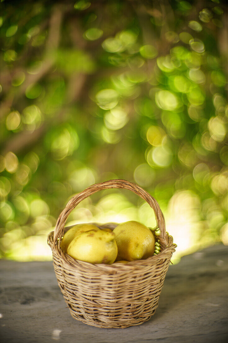 Basket of quinces on a rustic surface with a vibrant, blurry green background in Fuenteheridos, Huelva, Andalucia, Spain.