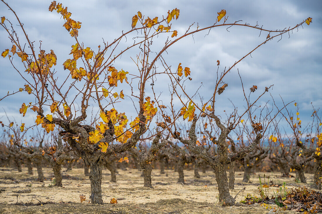 Autumn vineyard in Carrión de los Céspedes, Sevilla, Spain. Twisting vines with remaining yellow leaves under a cloudy sky.