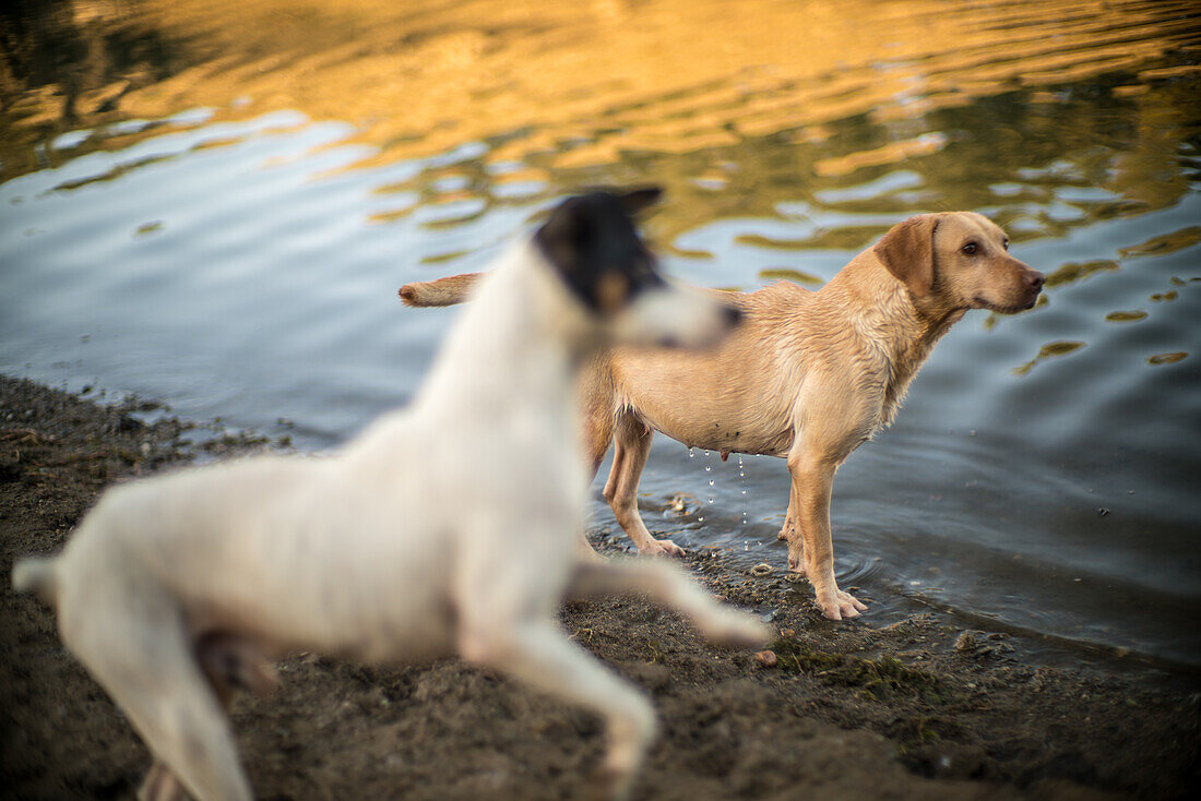 Three dogs having fun and playing by the water's edge at a reservoir in Villaviciosa de Cordoba.