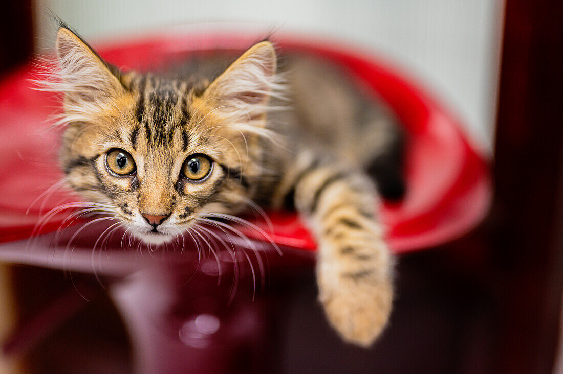 Nahaufnahme eines neugierigen getigerten Kätzchens, das auf einem roten Stuhl sitzt und seinen verspielten und unschuldigen Ausdruck zeigt.