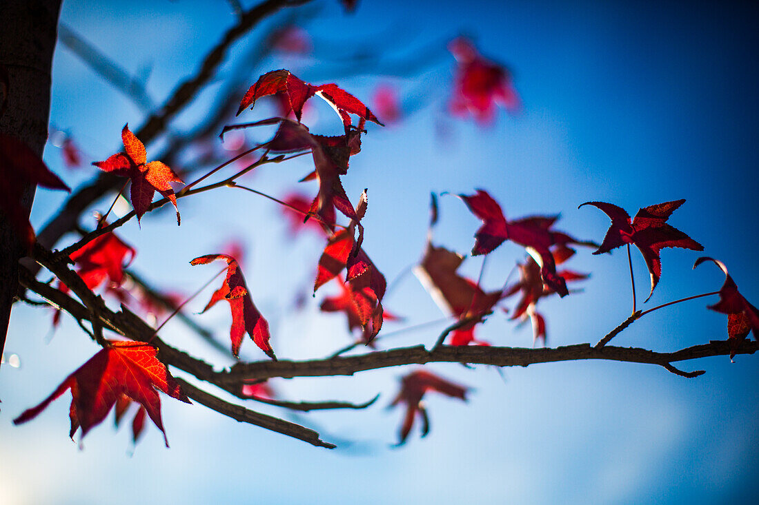 Leuchtend rote Herbstblätter auf einem Zweig vor dem Hintergrund eines strahlend blauen Himmels, der die Schönheit und die Farben des Herbstes einfängt.