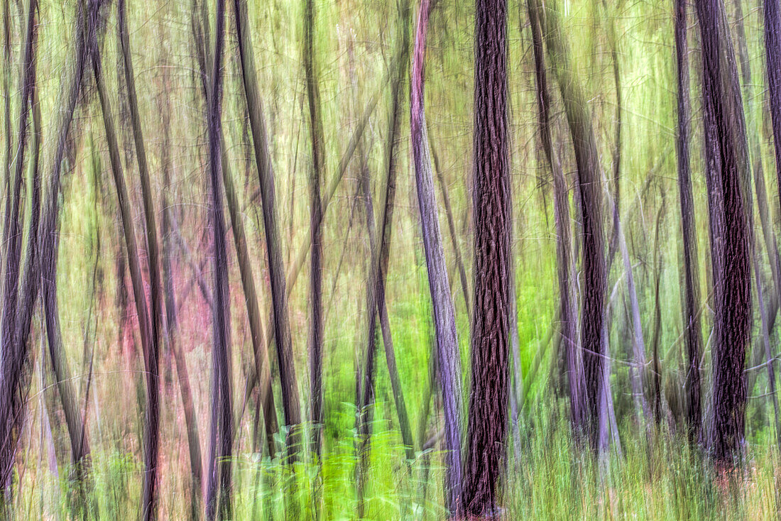 Blurred abstract depiction of a forest in Fuenteheridos, Huelva, Andalusia, Spain. The ethereal colors and patterns create a dreamy natural scene.