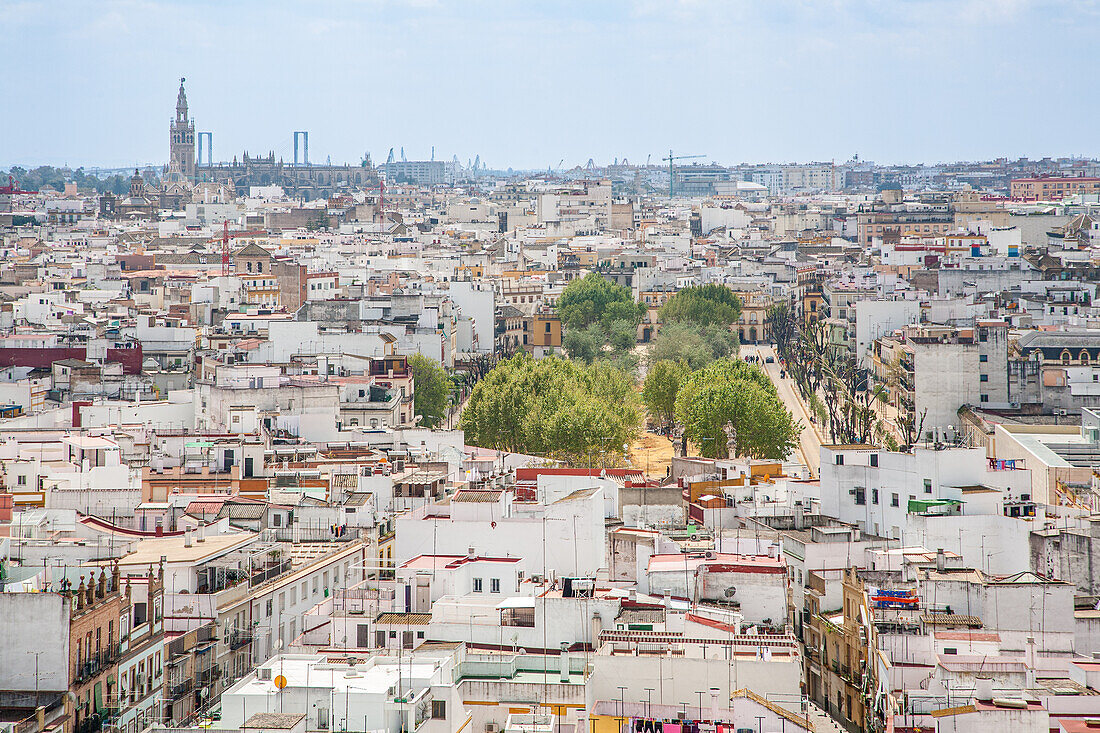 Blick von oben auf das Stadtbild von Sevilla, mit der Alameda de Hercules und dem Giralda-Turm in der Ferne.