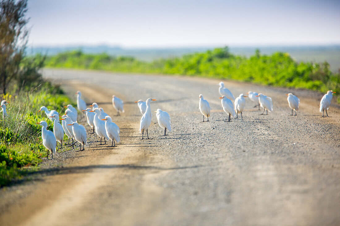 Bandada de garza boyera, also known as cattle egrets, gathered on a rural road in Doñana surroundings, Isla Mayor, Sevilla, Spain.