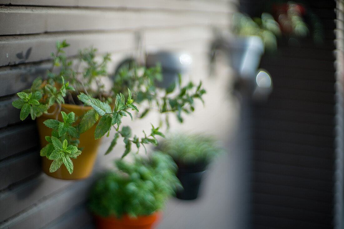 Colorful potted plants displayed on a brick wall, bathed in sunlight. Ideal for gardening, nature, and outdoor decor themes.