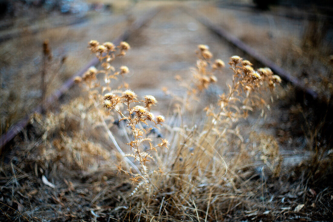 Distel auf einer verlassenen Eisenbahnstrecke, El Vacar, Spanien.