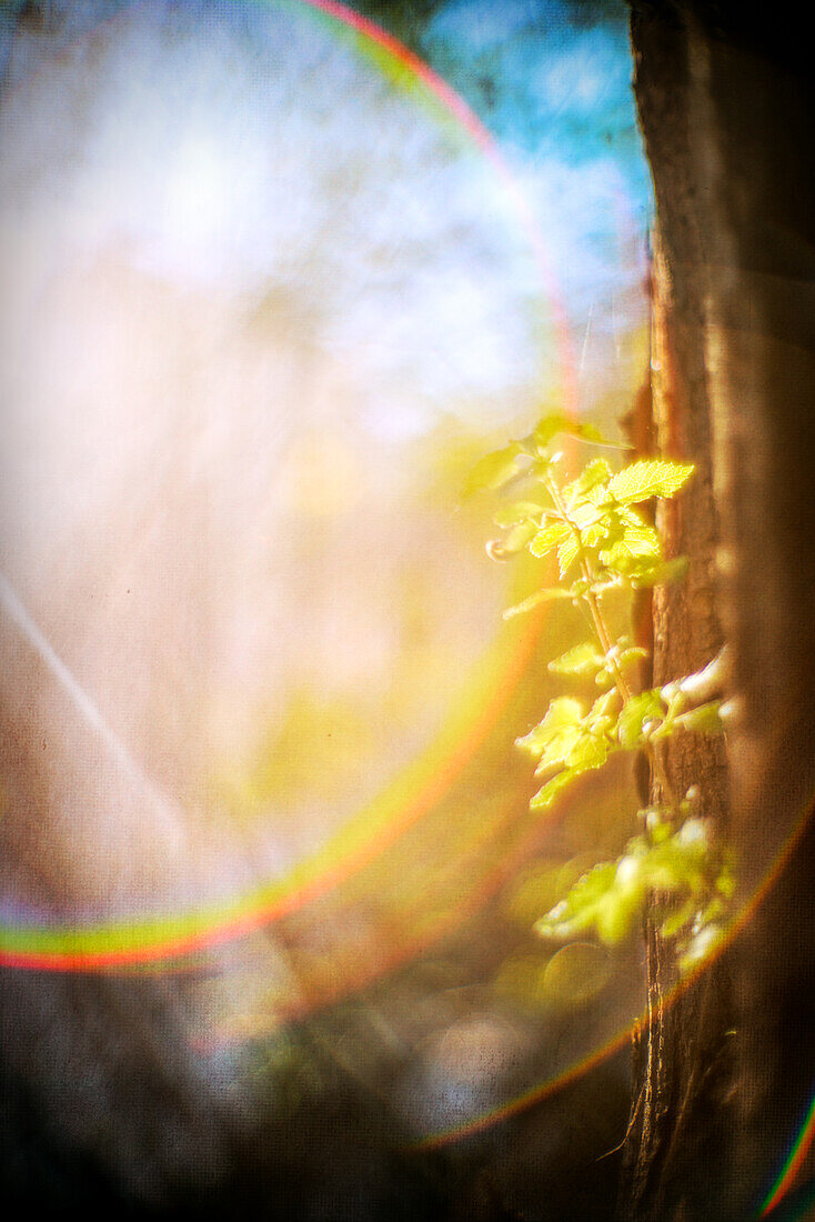 A dreamy nature photograph taken with the vintage Canon 50mm f/0.95 'Dream Lens' in Seville, Spain, highlighting a delicate plant in ethereal light.