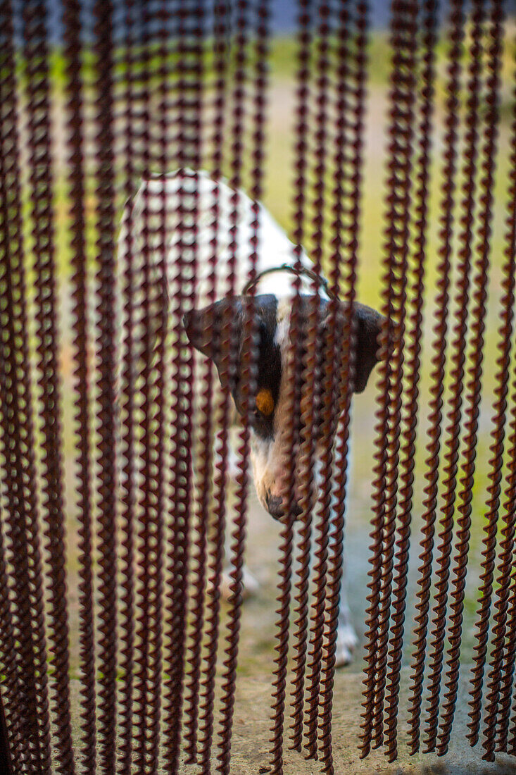 A curious dog peeks through a beaded curtain in Sierra Morena, Andalucía, España, capturing a moment of calm and curiosity.