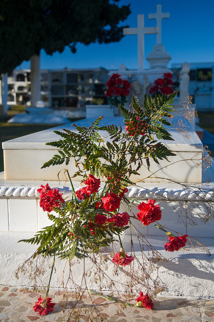 Beautiful red flowers laid on a tombstone at Aznalcazar Catholic Cemetery, Seville, Andalucia, Spain. Serene atmosphere with graves and crosses in the background.