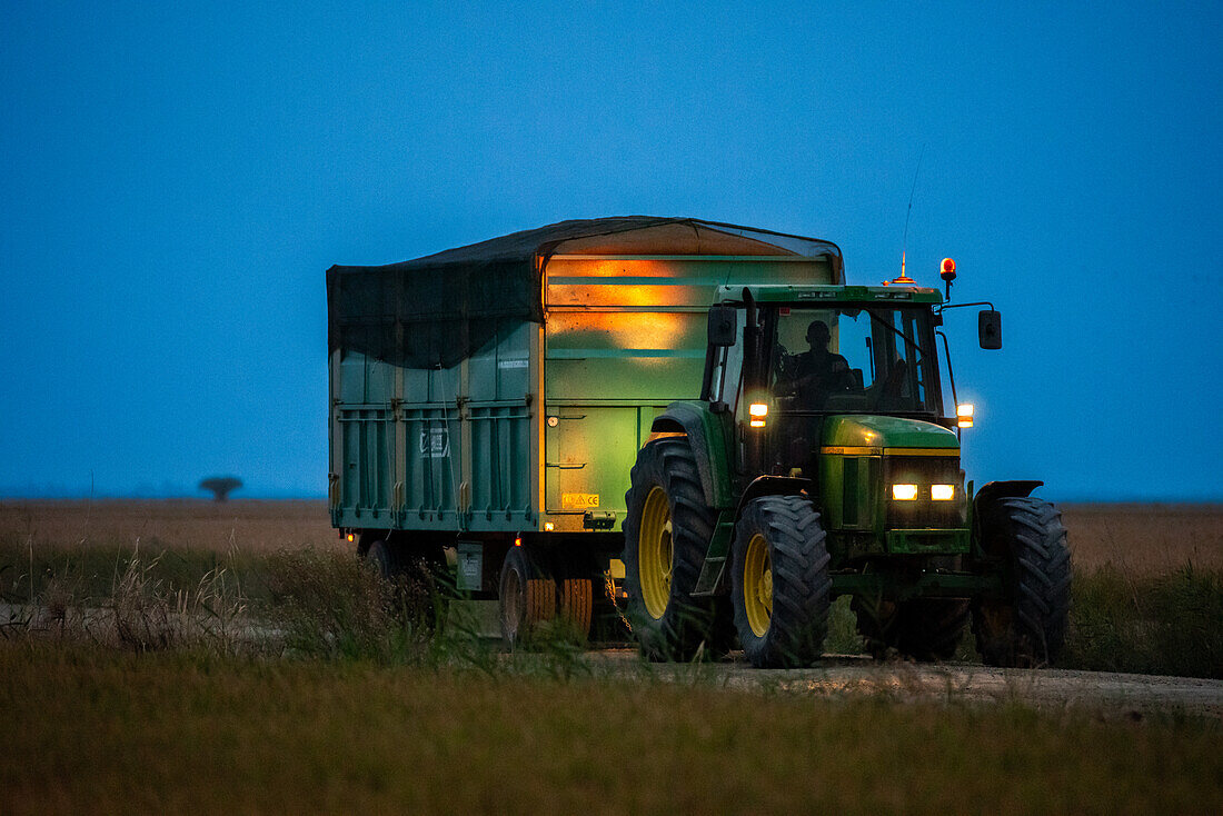 A tractor transports freshly harvested rice beside flooded rice fields in Isla Mayor, Seville, Spain.